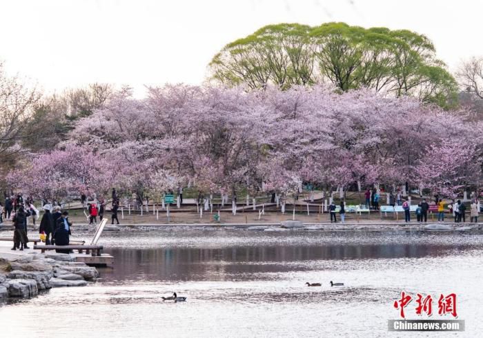 资料图：北京玉渊潭公园春和景明，吸引游人流连花海。 中新社记者 侯宇 摄
