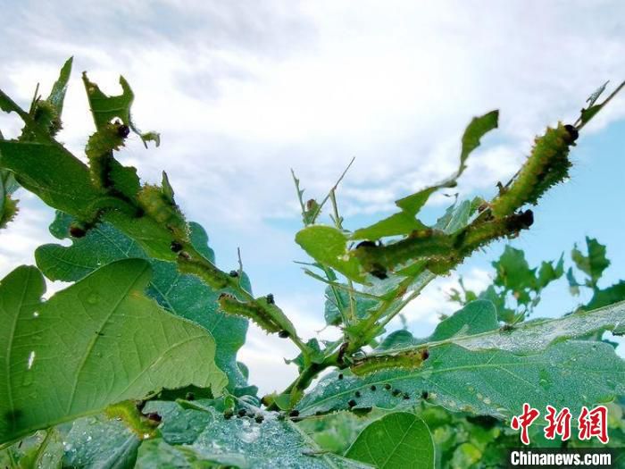 图为柞蚕“宝宝”收蚁上山。　闻明 摄