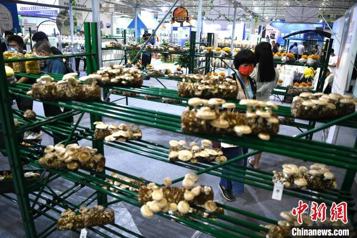 第三届中国食用菌产业博览会展出的菌菇。　王东明 摄