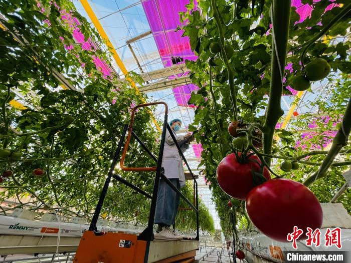 图为永清实验基地智能连栋温室内，技术人员正在进行数据采集。　郑晨子 摄