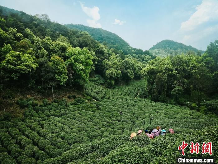 西湖龙井茶产区马儿山。　严格 摄