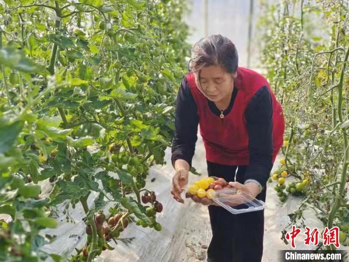 长治市潞州区果园村的果蔬花卉繁育基地，色彩斑斓的仙客来竞相开放，水果黄瓜等果蔬长势喜人。　张迅 摄
