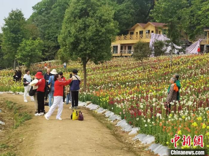 俞邦村的金鱼草花海五彩斑斓，美不胜收，吸引众多游客打卡留念。　郑江洛 摄