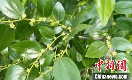 设施温棚的枣树已经开出黄色小花。　张兴邦 摄