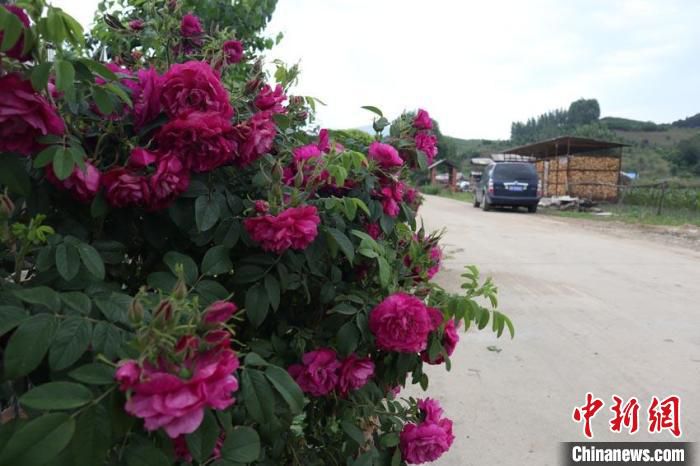 “林果小镇”家家有花 苍雁 摄