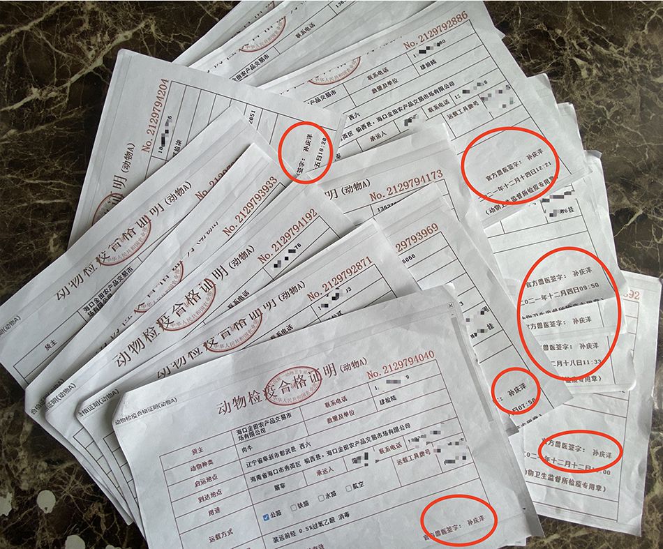 彰武官方兽医孙庆洋为海口金田公司开具的动物检疫A证，金田公司职业经理人表示，经清点，孙庆洋开的A证有80余张。