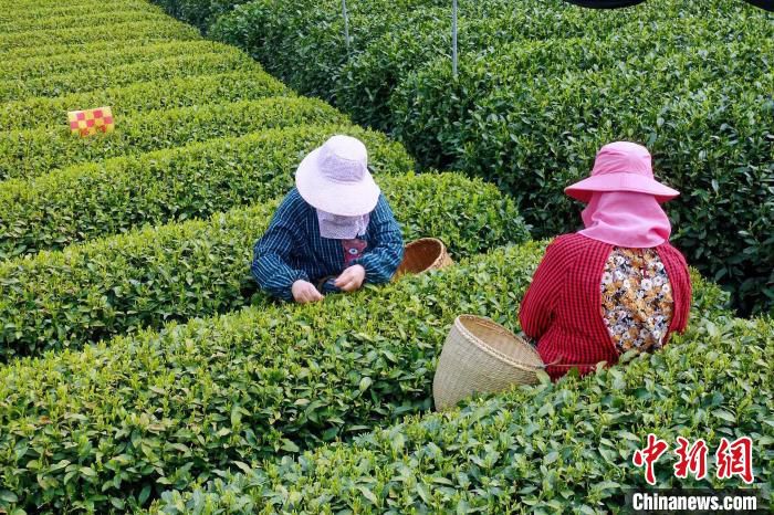 采茶工在采摘龙井茶。　钱晨菲 摄