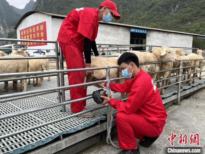 图为养殖基地工作人员在给母羊做B超。　王易 摄