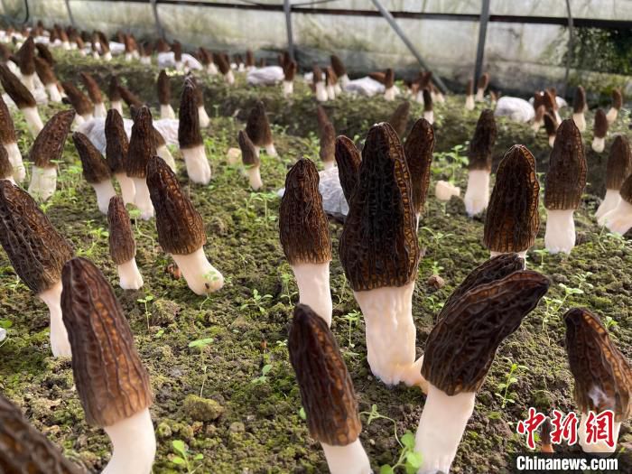 图为羊肚菌。　周燕玲 摄