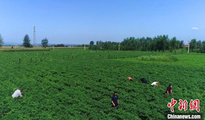 陶唐村辣椒种植采用基地“区域化”管理模式。　长子县融媒体中心提供
