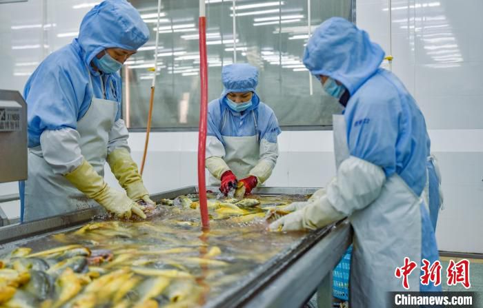 金盛水产员工正在作业。　阮传龙 摄