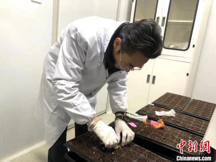 衢州市农业林业科学研究院果树研究所所长郑雪良对太空胡柚种子进行播种育苗。　刘灵雁 摄