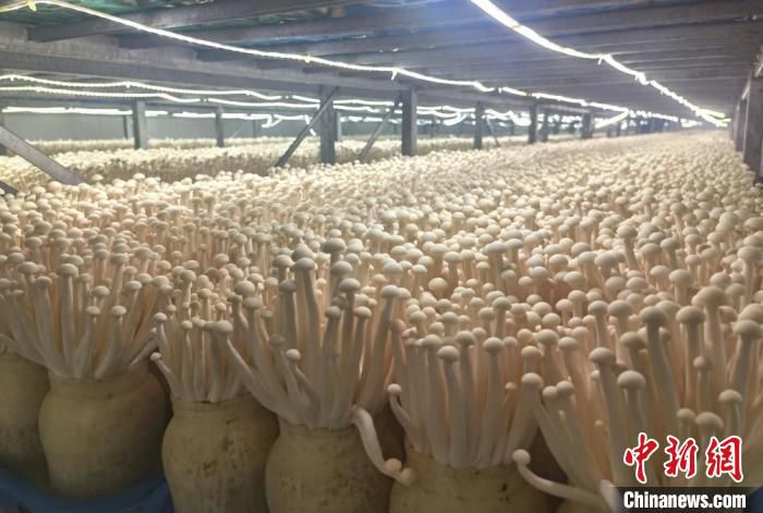 图为南方企业青睐甘肃甘州区资源，落地生产海鲜菇。　闫姣 摄