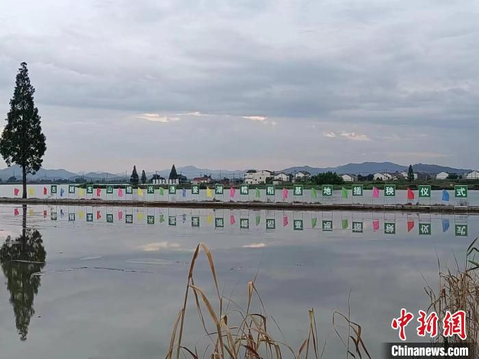 千亩糯稻基地 沈鸿泉 摄