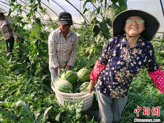 瓜农们脸上洋溢着丰收的喜悦。　广陵融媒体中心供图