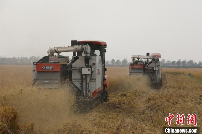 泗阳县27万亩籼稻开始收割。　刘林 摄