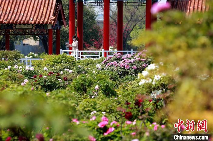 菏泽是中国栽培种植牡丹的中心，现有种植面积12万亩。(资料图) 梁犇 摄