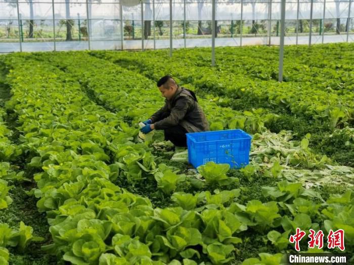 数字连栋温室大棚 陈莹供图