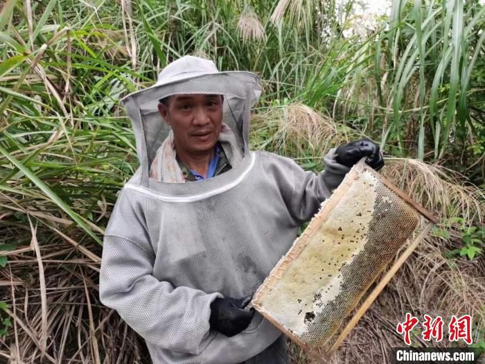 明溪县归蜜蜂业有限公司总经理夏上福在割蜜。　陈国明 摄
