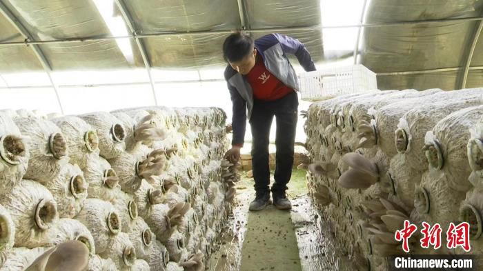 为发展蘑菇种植，社梁乡引进技术团队，由相关专家全程指导产业的发展。　河曲县融媒体中心供图