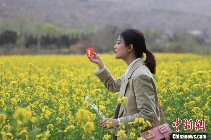 清明节假期，甘肃天水市武山县鸳鸯镇油菜花盛开，引来周边居民打卡。　关招宏 摄