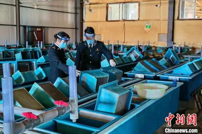 图为西宁海关关员对企业进境水生动物指定隔离场地检疫处理实施监管。　西宁海关 供图