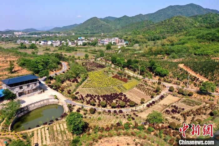 图为航拍彭泽县黄花镇光辉村陶皇山苗木基地。　凌云 摄