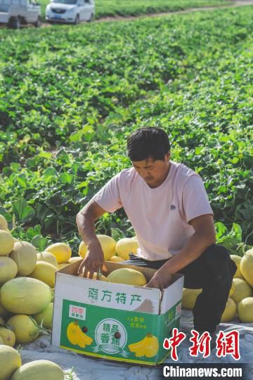 果农在瓜地里采摘哈密瓜。　全荃 摄