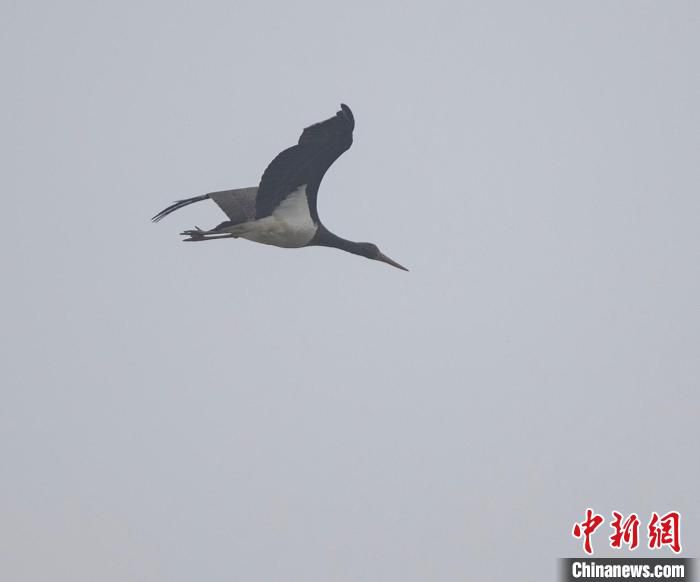 水府庙国家湿地公园首次发现黑鹳。　陈俊杰 摄