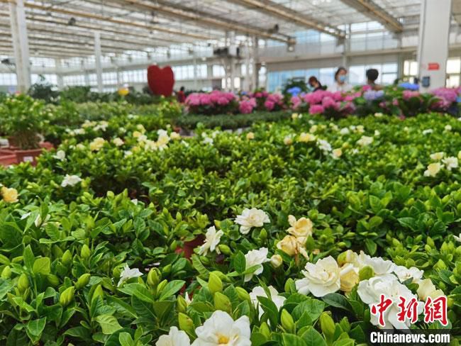 图为4月底，兰州新区现代农业示范园花卉产业基地，百花齐放、争奇斗艳。　冯志军 摄