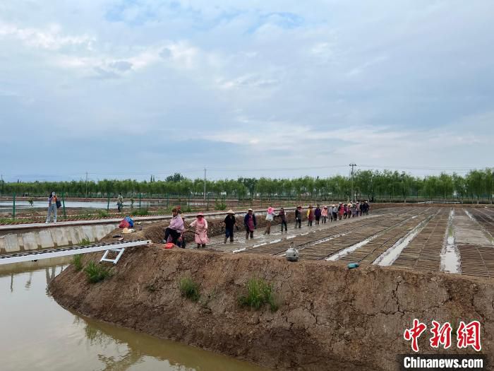 图为农民在插秧。　李一璠 摄