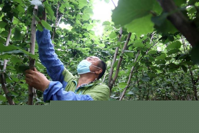 姜志民在修剪榛树 苍雁 摄