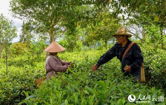 云南思茅：一片有机茶 串起绿色发展产业链