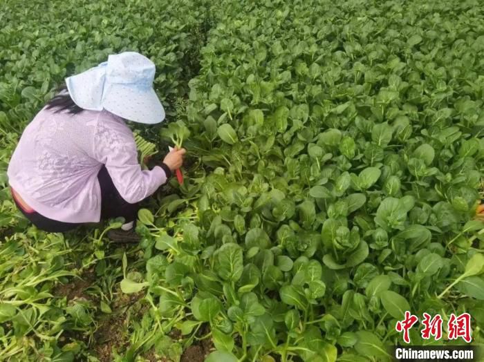 “安疫保”“复工保”解复工复产企业后顾之忧 受访者供图