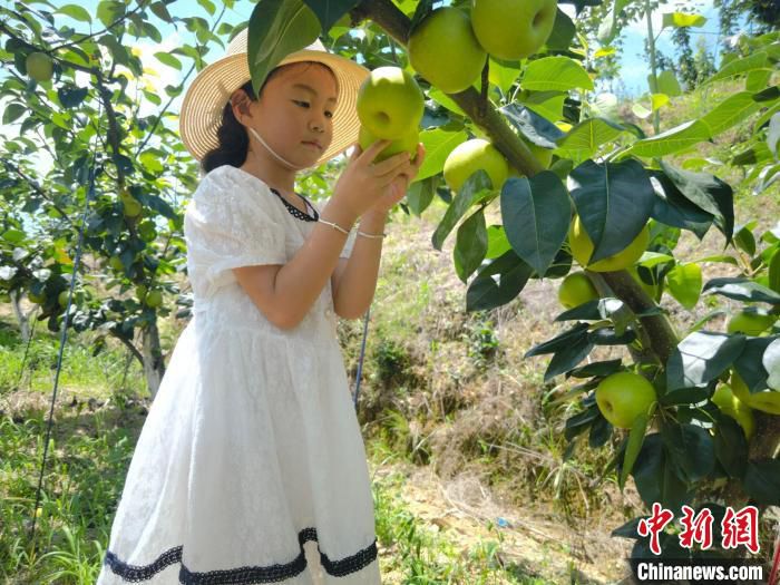 儿童正在梨园里采摘翠玉梨。 夏燚鑫 摄