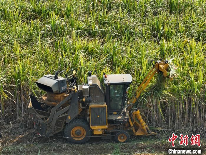甘蔗收割机在韦水秀的田中收割甘蔗。　王以照 摄