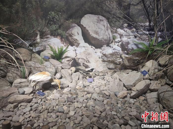 龙泉市住龙镇的生物多样性体验馆一角。 傅飞扬 摄 龙泉市住龙镇的生物多样性体验馆一角。 傅飞扬 摄