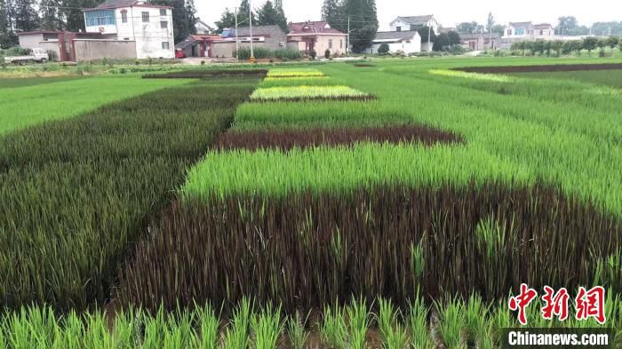 广陵沙头院士基地种植的五彩水稻。　广陵融媒体中心供图