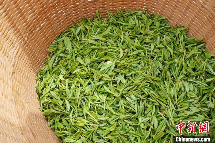 龙井茶青叶。　钱晨菲 摄