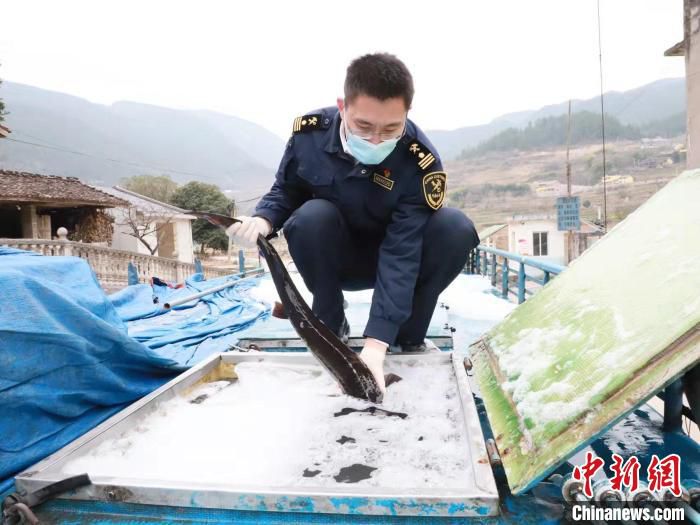 图为关员监管出口鲟鱼装车。　重庆海关供图