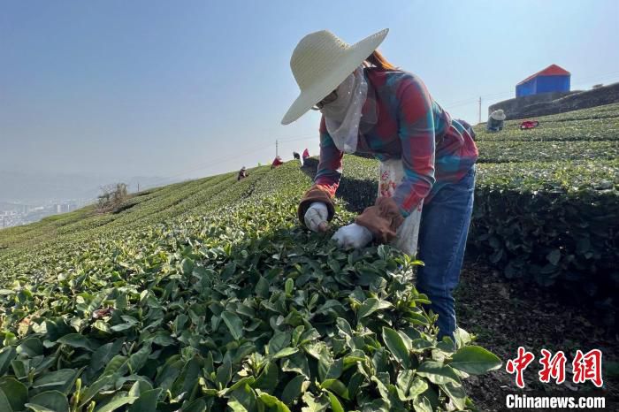 茶农们进入繁忙的采茶季节。　郭晓莹 摄