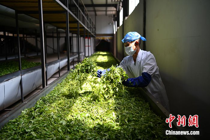 图为6月30日，普洱市一家茶厂的工人正在处理普洱茶鲜叶。 中新社记者 刘冉阳 摄