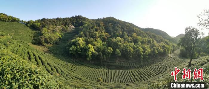 西湖龙井茶产区。　毛瑜 摄