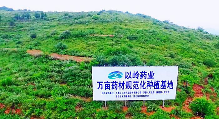 以岭药业中药材基地