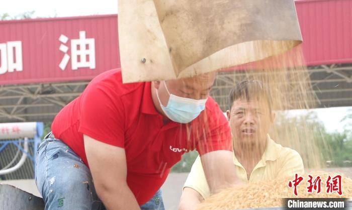 图为参赛农机手正在将刚收割的小麦装进拖拉机的车舱里。　倪志浩 摄