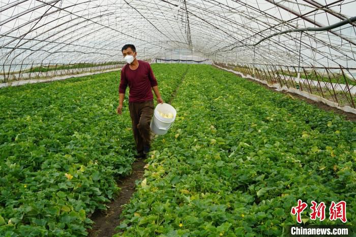 香瓜种植大户郭传义正在大棚里采收香瓜 刘立敏 摄