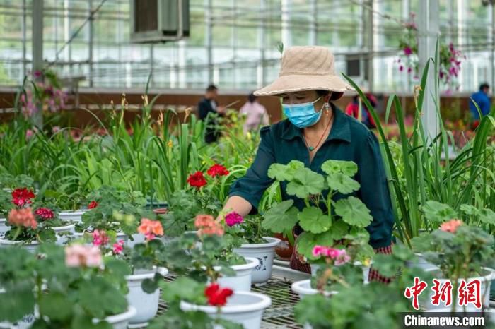康巴高原植物园温室大棚里忙碌的工人。　刘忠俊 摄