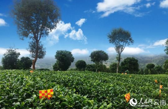 云南思茅：一片有机茶 串起绿色发展产业链