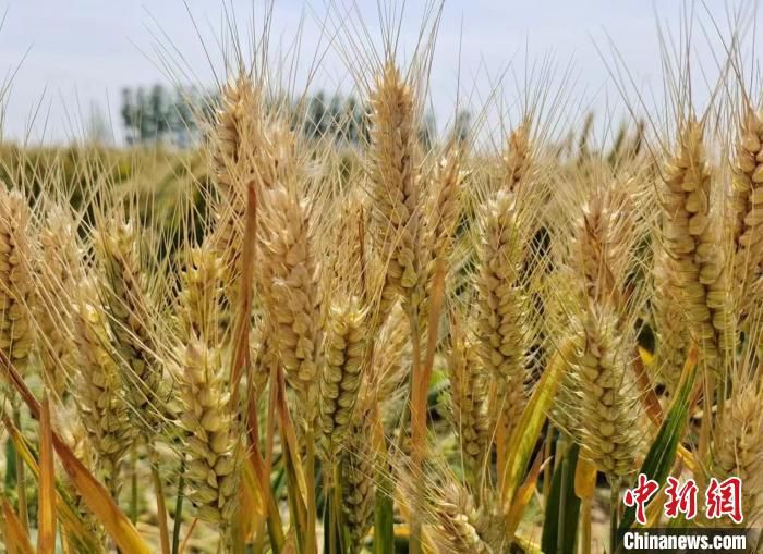 资料图：即将成熟的小麦。 杨大勇 摄