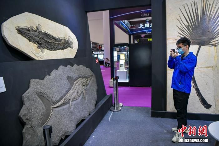 图为多款珍贵化石亮相海南国际珠宝展现场。 中新社记者 骆云飞 摄 　